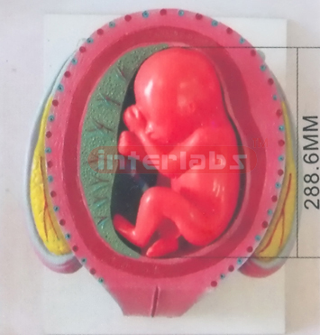 HUMAN PREGNANCY SERIES MODEL (6TH MONTH 28-34CM 600-700GM)